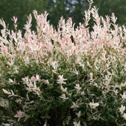 Tri-Color Willow Tree -Flowering Trees Sales Tri color Willow 1 FGT 7d486ca6 2975 4fd2 8639 4e87e9aac05c