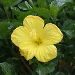 Yellow Tropical Hibiscus Tree 6 Yellow Tropical Hibiscus Tree -Flowering Trees Sales Tropical Hibiscus Yellow 3