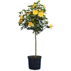 Yellow Tropical Hibiscus Tree 7 Yellow Tropical Hibiscus Tree -Flowering Trees Sales Tropical Hibiscus Yellow 4