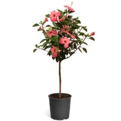 Pink Tropical Hibiscus Tree 9 Pink Tropical Hibiscus Tree -Flowering Trees Sales Tropical Pink Hibiscus 2