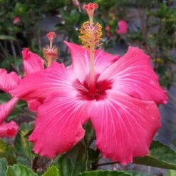 Pink Tropical Hibiscus Tree 7 Pink Tropical Hibiscus Tree -Flowering Trees Sales Tropical Pink Hibiscus 3 FGT