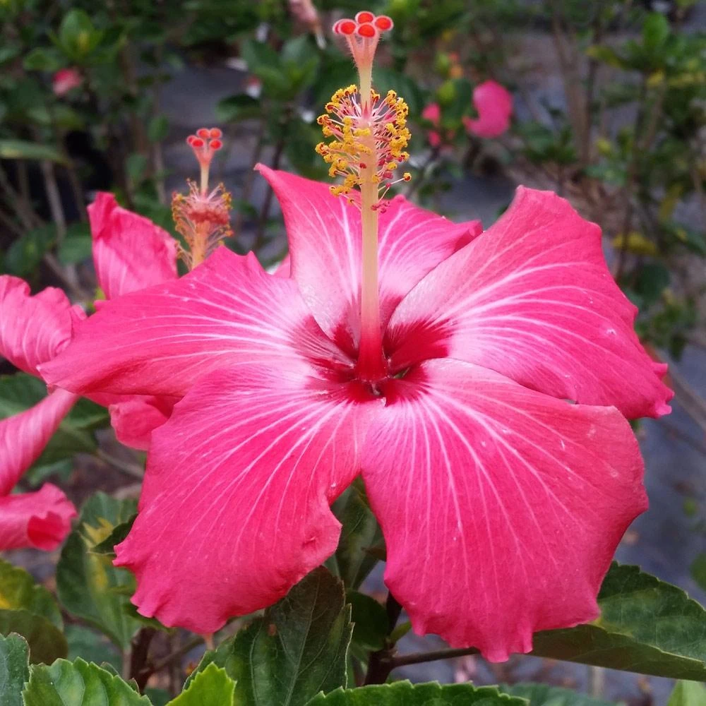 Pink Tropical Hibiscus Tree 3 Pink Tropical Hibiscus Tree - Image 3