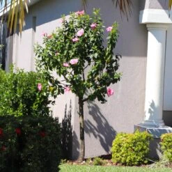 Pink Tropical Hibiscus Tree 8 Pink Tropical Hibiscus Tree -Flowering Trees Sales Tropical Pink Hibiscus 6