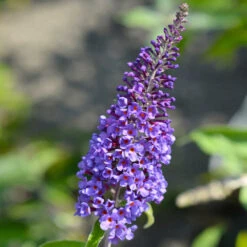 True Blue Butterfly Bush (Tree Form) 9 True Blue Butterfly Bush (Tree Form) -Flowering Trees Sales True Blue Butterfly 3 BB