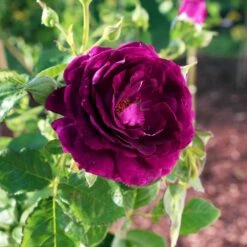 Twilight Rose Shrub 5 Twilight Rose Shrub -Flowering Trees Sales Twilight Rose Shrub 1