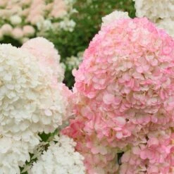Vanilla Strawberry™ Hydrangea Shrub -Flowering Trees Sales Vanilla Strawberry Hydrangea 2 FGT