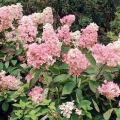 Vanilla Strawberry™ Hydrangea Shrub -Flowering Trees Sales Vanilla Strawberry Hydrangea 3 FGT