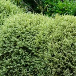 Variegated Boxwood Shrub 6 Variegated Boxwood Shrub -Flowering Trees Sales Variegated Boxwood 1