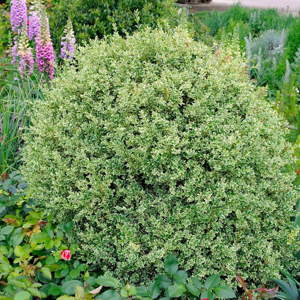 Variegated Boxwood Shrub 2 Variegated Boxwood Shrub - Image 2