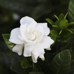 Gardenia 'Veitchii' Shrub 5 Gardenia 'Veitchii' Shrub -Flowering Trees Sales Veitchii Gardenia 2 FGT