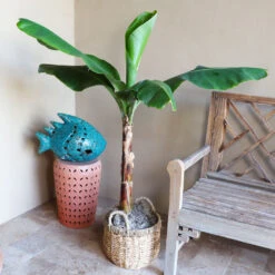 Boho House Plant Kit 12 Boho House Plant Kit -Flowering Trees Sales Veranda Banana 3 9a882426 fee0 400e bf5e cc653dcfb427