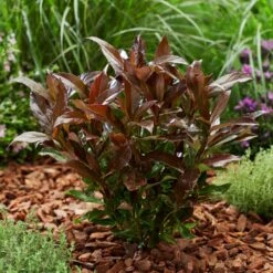 Coppertop® Sweet Viburnum Shrub 7 Coppertop® Sweet Viburnum Shrub -Flowering Trees Sales Viburnum Coppertop 2