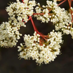 Coppertop® Sweet Viburnum Shrub 8 Coppertop® Sweet Viburnum Shrub -Flowering Trees Sales Viburnum Coppertop 3