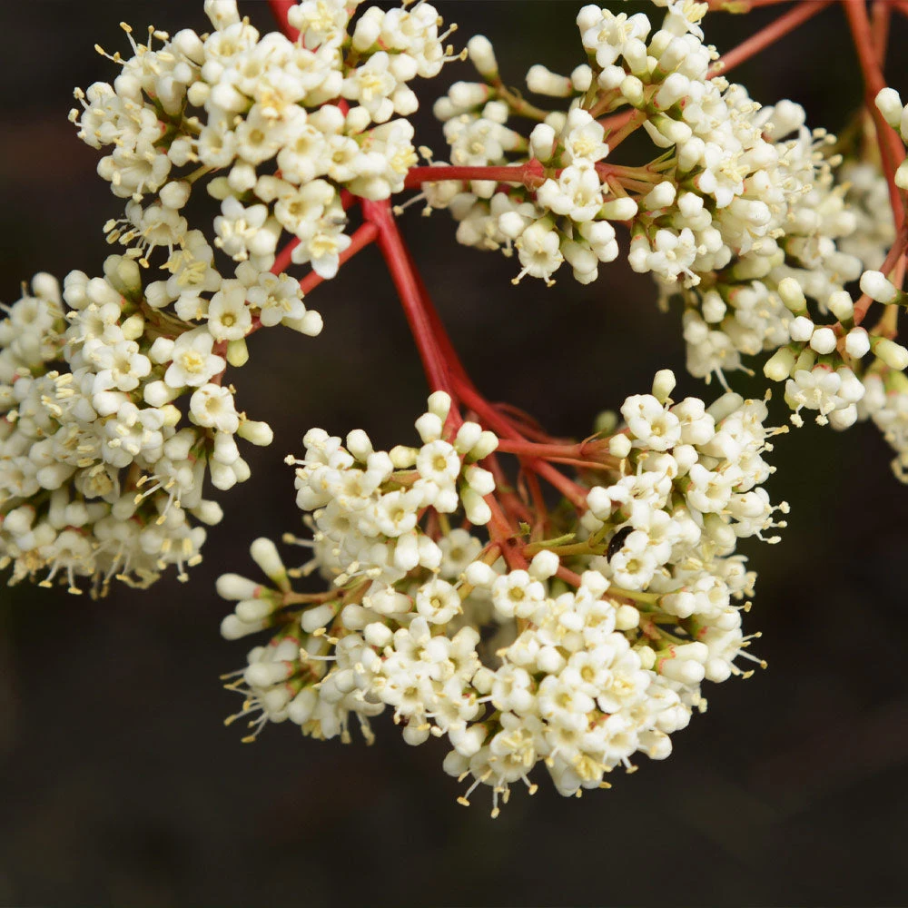 Coppertop® Sweet Viburnum Shrub 4 Coppertop® Sweet Viburnum Shrub - Image 4