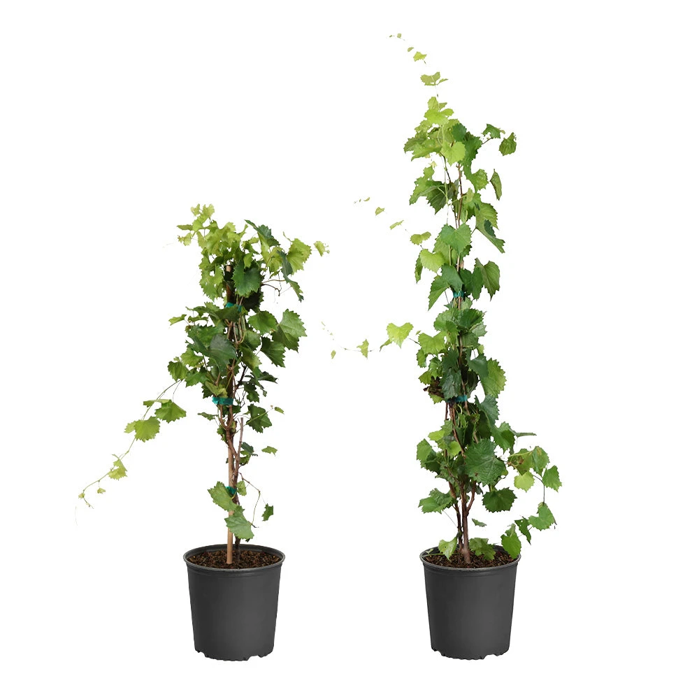 Wine Lover's Kit 2 Wine Lover's Kit - Image 2