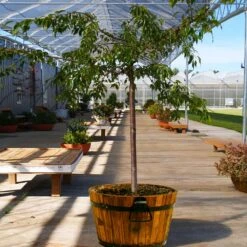 Weeping Extraordinaire™ Cherry Tree 9 Weeping Extraordinaire™ Cherry Tree -Flowering Trees Sales Weeping Extraordinaire Cherry 1