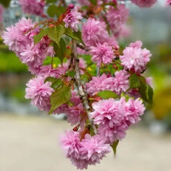 Weeping Extraordinaire™ Cherry Tree 10 Weeping Extraordinaire™ Cherry Tree -Flowering Trees Sales Weeping Extraordinaire Cherry 2