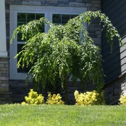 Weeping Extraordinaire™ Cherry Tree 8 Weeping Extraordinaire™ Cherry Tree -Flowering Trees Sales Weeping Extraordinaire Cherry 4