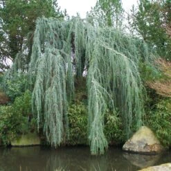 Weeping Blue Atlas Cedar Tree -Flowering Trees Sales Weeping Blue atlas Cedar 1