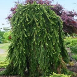 Weeping Norway Spruce Tree 5 Weeping Norway Spruce Tree -Flowering Trees Sales Weeping Norway SPruce 2