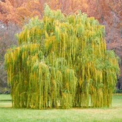 Weeping Willow 9 Weeping Willow -Flowering Trees Sales Weeping Willow 11 FGT