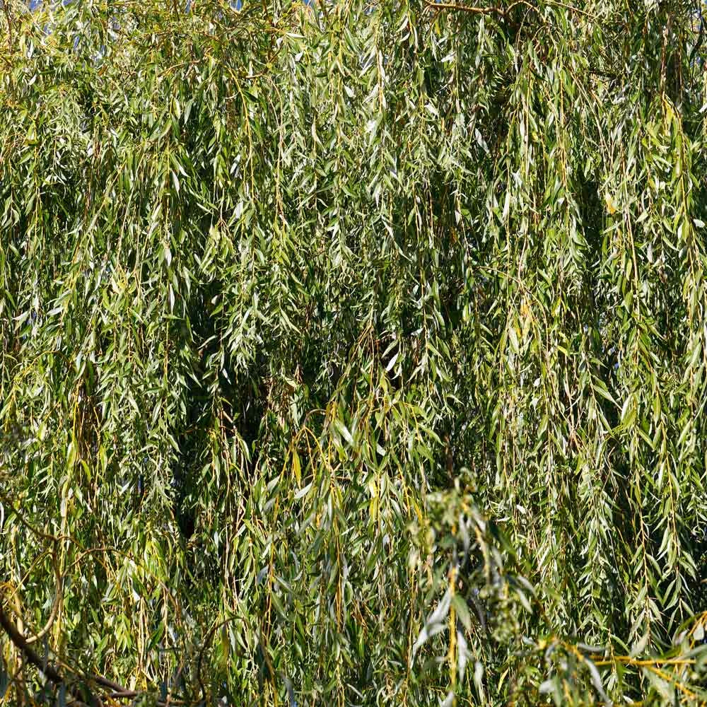 Weeping Willow 5 Weeping Willow - Image 5