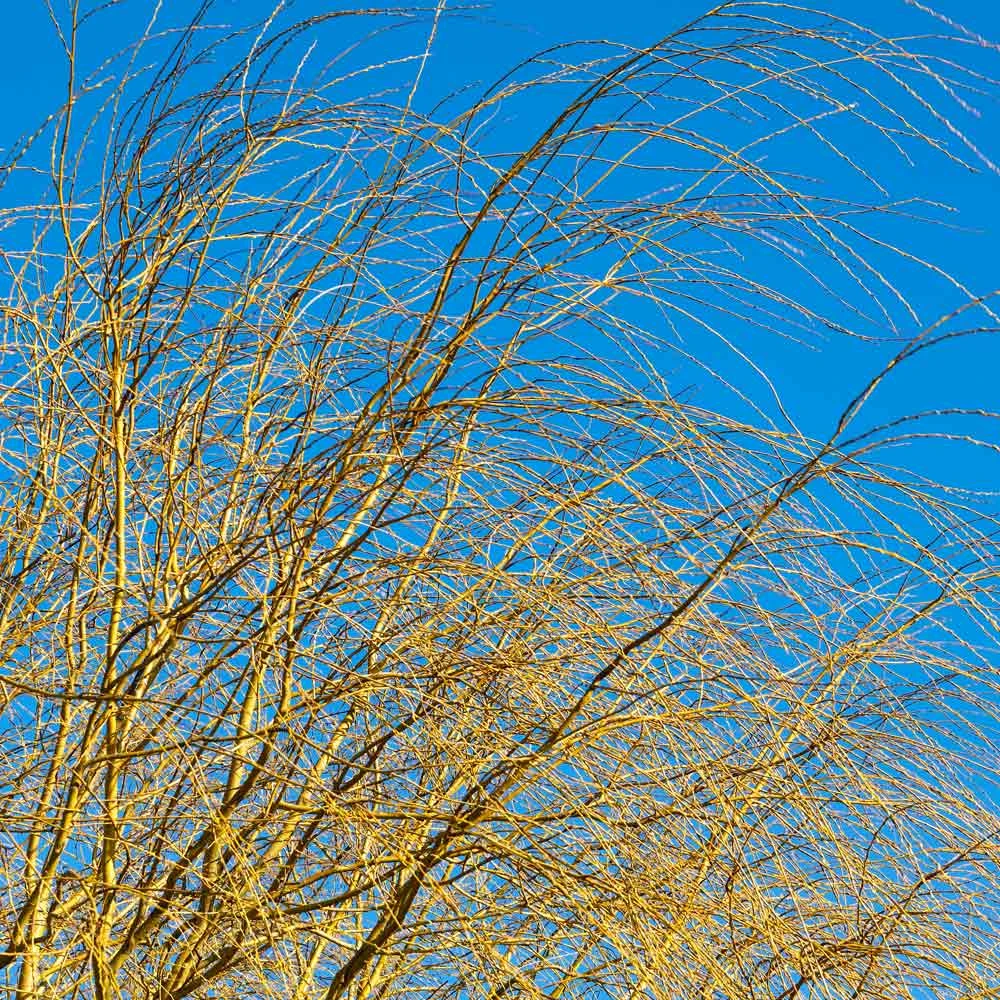 Weeping Willow 6 Weeping Willow - Image 6