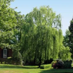 Weeping Willow 8 Weeping Willow -Flowering Trees Sales Weeping Willow 2 FGT