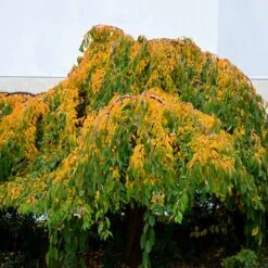 Weeping Yoshino Cherry Tree -Flowering Trees Sales Weeping Yoshino Cherry 4