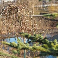 Weeping Pussy Willow -Flowering Trees Sales Weeping pussy willow 1