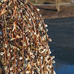 Weeping Pussy Willow -Flowering Trees Sales Weeping pussy willow 2 FGT