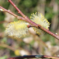 Weeping Pussy Willow -Flowering Trees Sales Weeping pussy willow 7 FGT