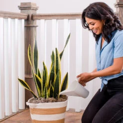 Air-Purifying House Plant Kit 14 Air-Purifying House Plant Kit -Flowering Trees Sales Whie Watering Can 2 af5196b4 a77c 4b15 b895 8aae9ad1b861