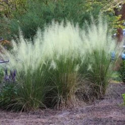 White Cloud Muhly Grass 6 White Cloud Muhly Grass -Flowering Trees Sales White Cloud Muhly Grass 4 FGT