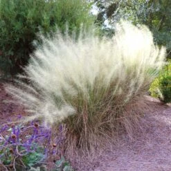 Flowering Trees Sales 34 Flowering Trees Sales -Flowering Trees Sales White Cloud Muhly Grass 5 FGT