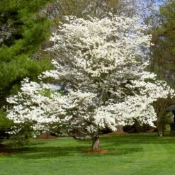 White Dogwood -Flowering Trees Sales White Dogwood 7 FGT