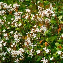 Snow White Indian Hawthorn Shrub -Flowering Trees Sales White Indian Hawthorn 1