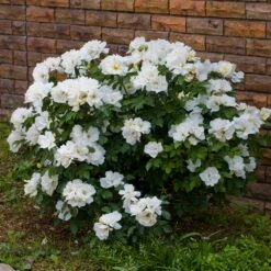 White Knock Out® Rose 7 White Knock Out® Rose -Flowering Trees Sales White Knockout Rose 4