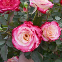 White Lies™ Rose Shrub 7 White Lies™ Rose Shrub -Flowering Trees Sales White Lies Rose 2
