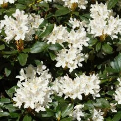 White Rhododendron -Flowering Trees Sales White Rhododendron 2 FGT