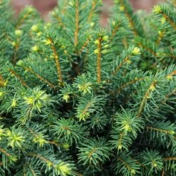 White Spruce Tree 7 White Spruce Tree -Flowering Trees Sales White Spruce Tree 3 FGT