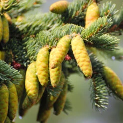 White Spruce Tree 8 White Spruce Tree -Flowering Trees Sales White Spruce Tree 4