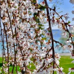 White Weeping Cherry Tree 7 White Weeping Cherry Tree -Flowering Trees Sales White Weeping Cherry 3 FGT