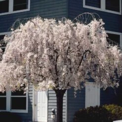 White Weeping Cherry Tree 8 White Weeping Cherry Tree -Flowering Trees Sales White Weeping Cherry 6