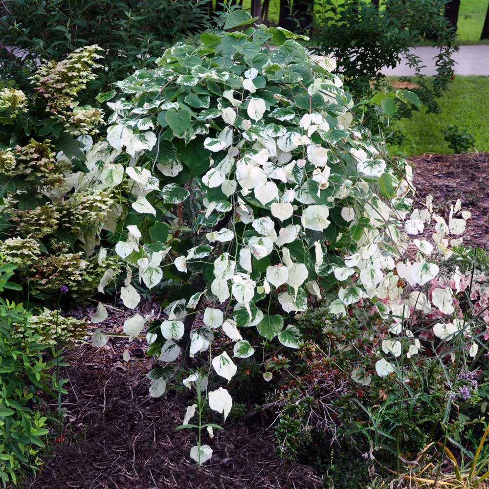 Whitewater Redbud Tree 2 Whitewater Redbud Tree - Image 2