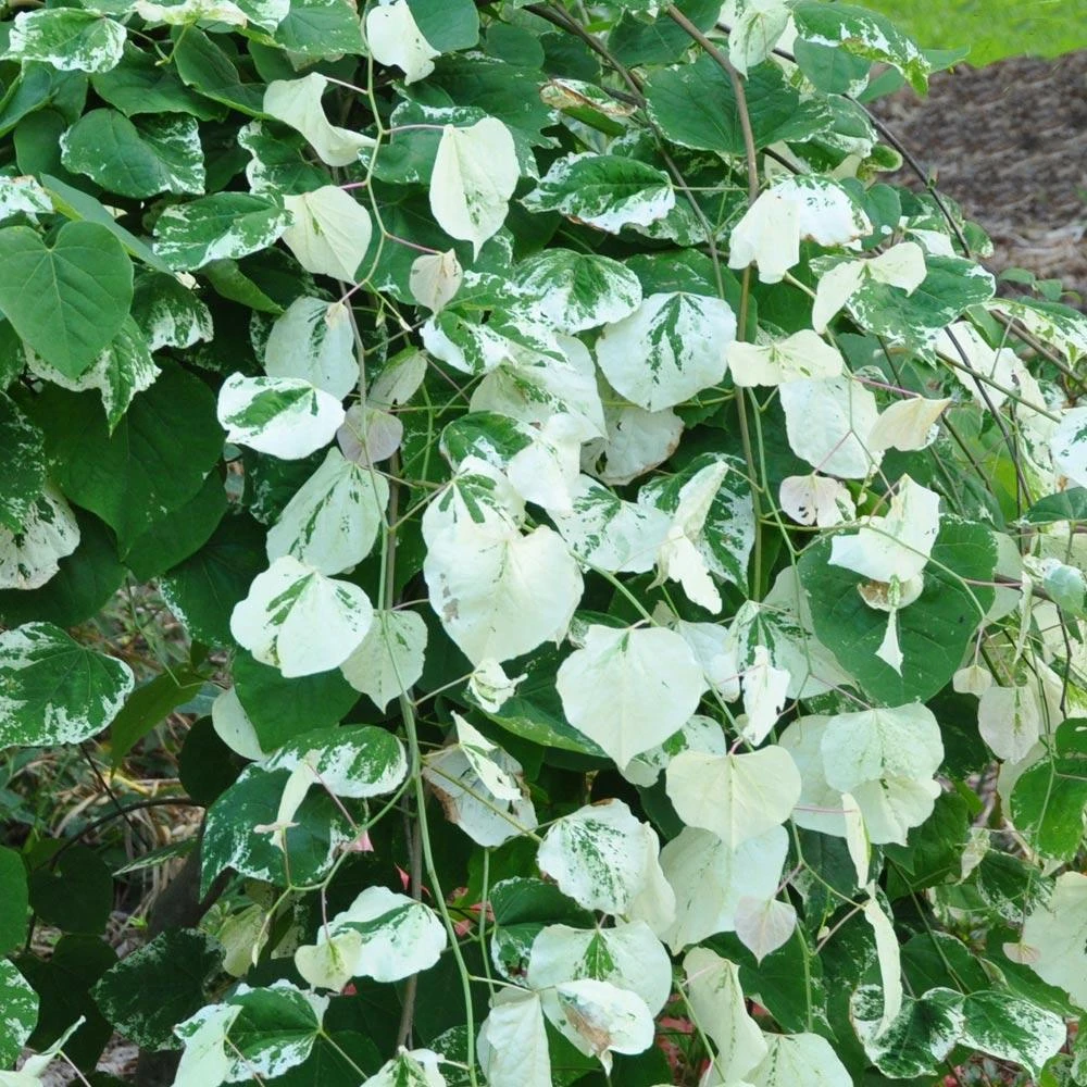 Whitewater Redbud Tree 3 Whitewater Redbud Tree - Image 3