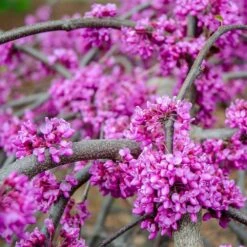 Whitewater Redbud Tree 7 Whitewater Redbud Tree -Flowering Trees Sales Whitewater Redbud 3