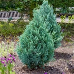 Juniper 'Wichita Blue' Tree -Flowering Trees Sales Wichita Blue Juniper 4