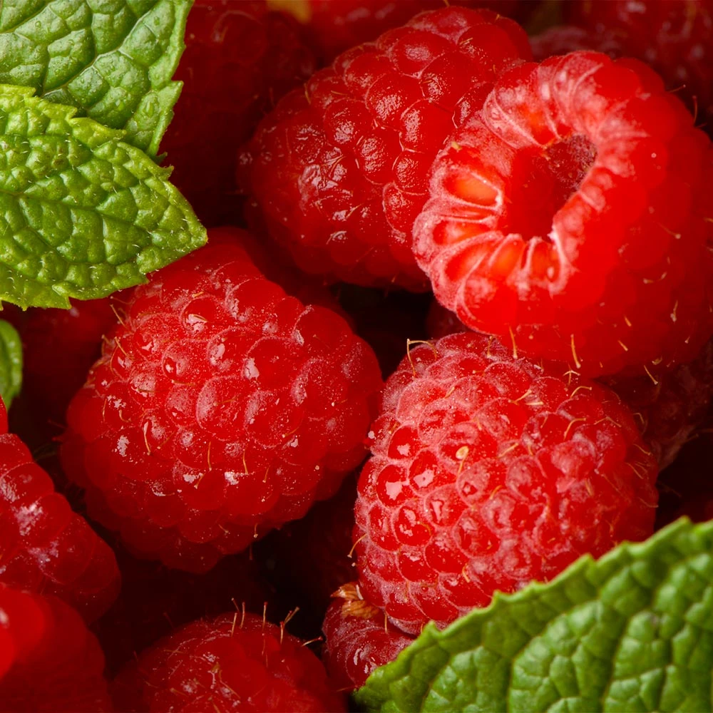 Willamette Red Raspberry Bush 4 Willamette Red Raspberry Bush - Image 4