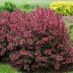 Wine & Roses® Weigela Shrub 7 Wine & Roses® Weigela Shrub -Flowering Trees Sales Wine and Roses Weigela 2 FGT